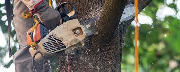 Best Utility Line Clearance  in Aldan, PA