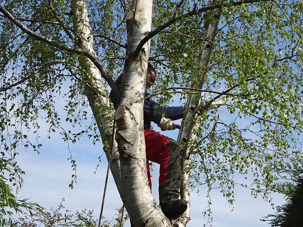Best Tree Mulching  in Aldan, PA