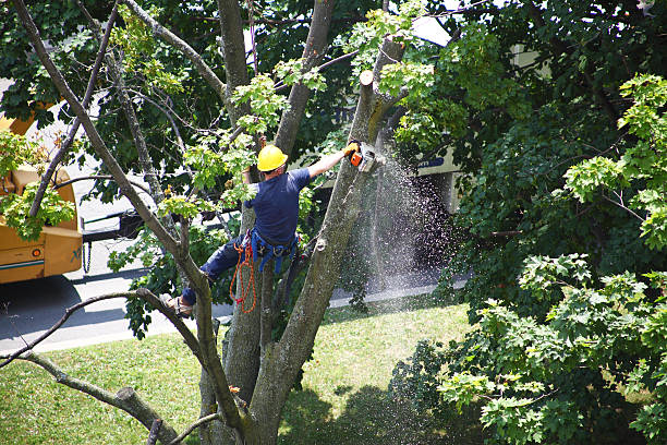Reliable Aldan, PA Tree Care Solutions
