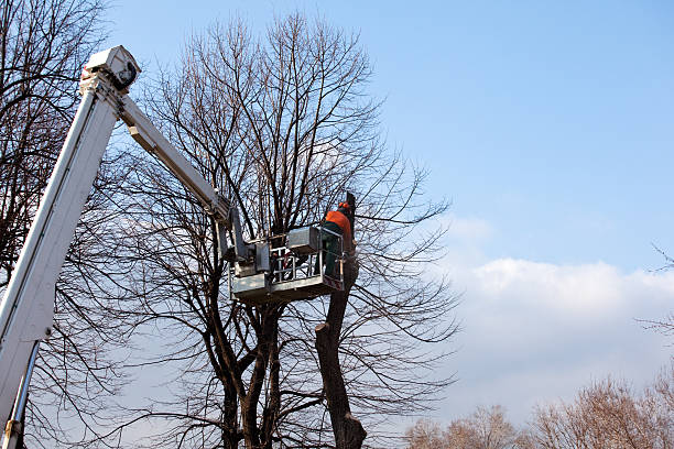 How Our Tree Care Process Works  in  Aldan, PA