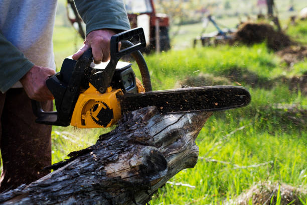 Best Lawn Fertilization  in Aldan, PA