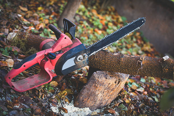 Best Leaf Removal  in Aldan, PA